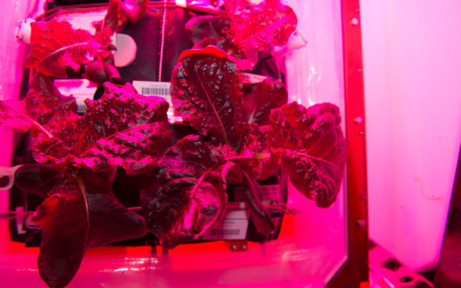 Nasa Space Veggies