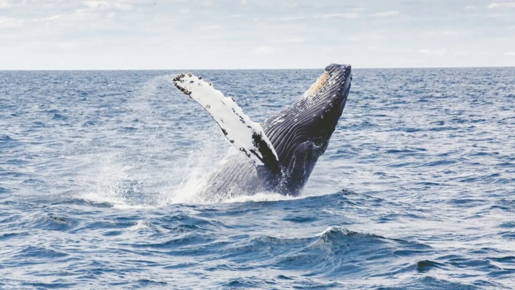 Um estudo americano demonstra que os humanos poderiam viver até 200 anos se o método proposto por eles fosse aplicado: o DNA de baleia