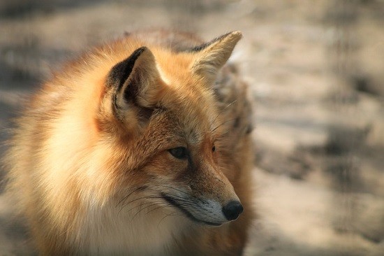 Fox