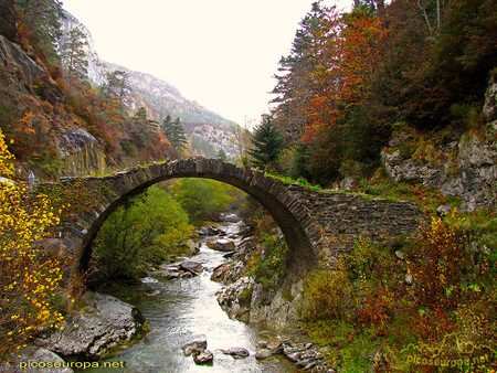 Bosque De Gamueta Picosdeeuropa Net