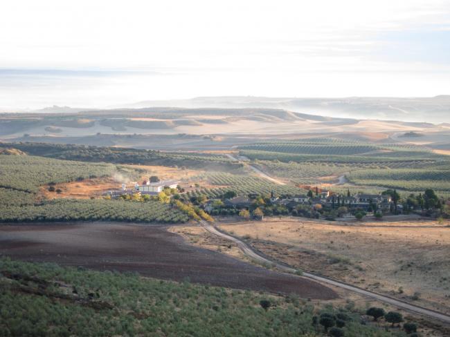 Vista de Olivar Casas de Hualdo