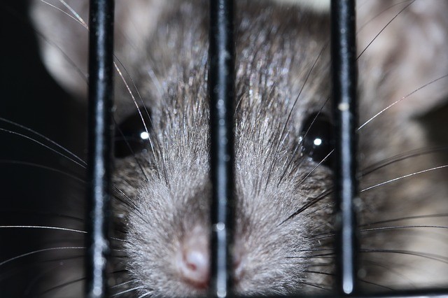 Color Rat 399706 640