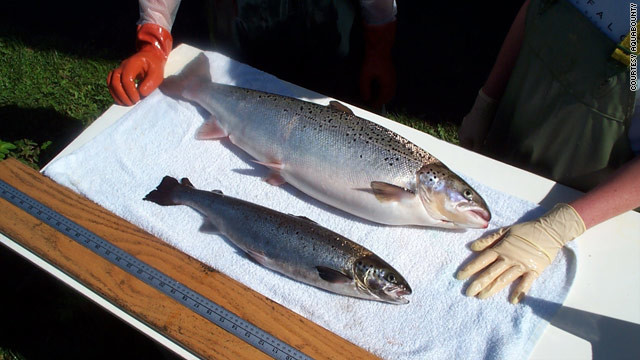 T1larg Salmonnew