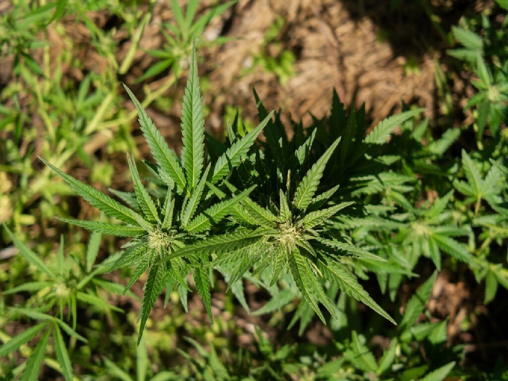 Achávamos que sabíamos tudo sobre a cannabis, mas estávamos errados: a descoberta sobre a origem secreta do THC que muda a medicina