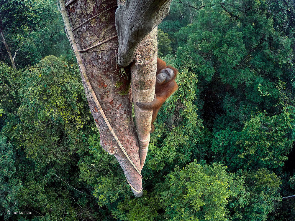 Tim Laman Wildlife Photographer Of The Year Grand Title