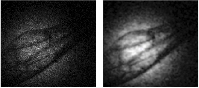 Wasp Wing Through Single Photon Imager 640x285