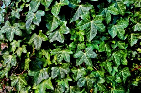 Plantas de exterior