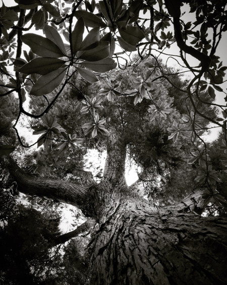 060 Concepcion Munoz Trees 2nd