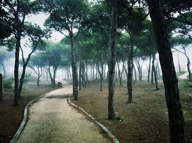 foggy morning - jesusleon