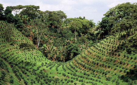 cafetales cuba