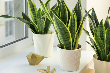 Cómo cuidad la sansevieria