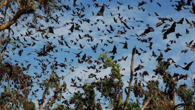 Kasanka Bat Francois Delbee 02 940 529 80 S C1