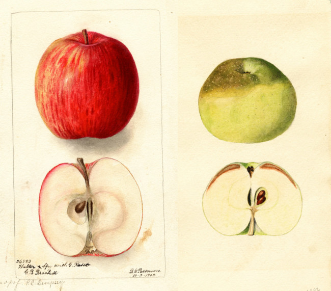 Manzanas