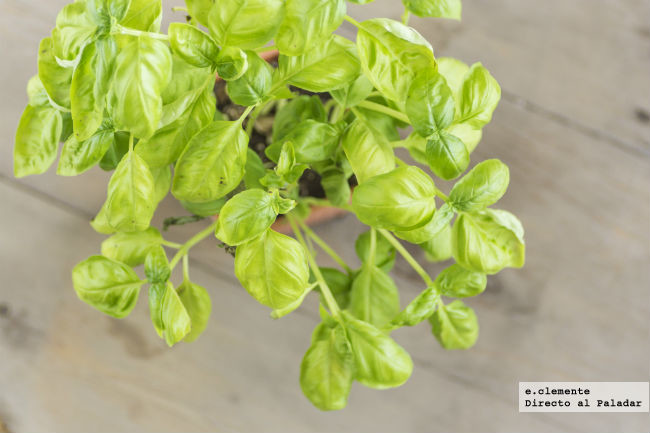 Albahaca7