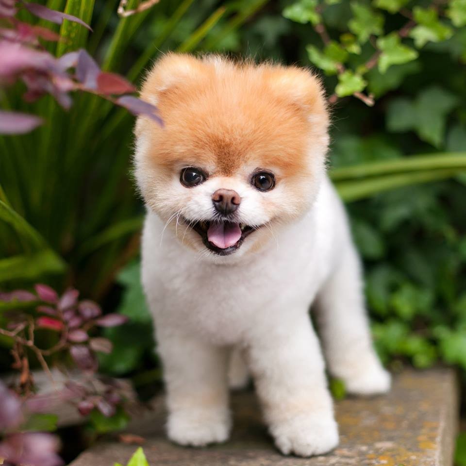 Las 7 mascotas más rentables de la historia de Internet