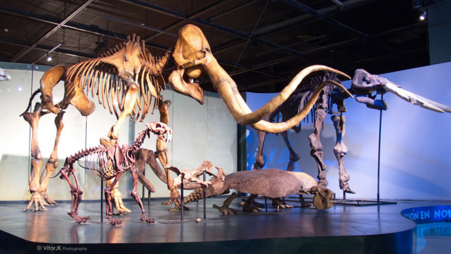Museo Del Desierto