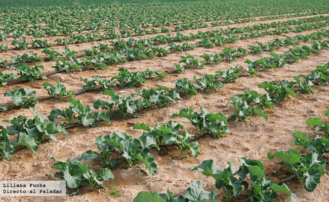 Visitamos una plantación de brócoli en Murcia