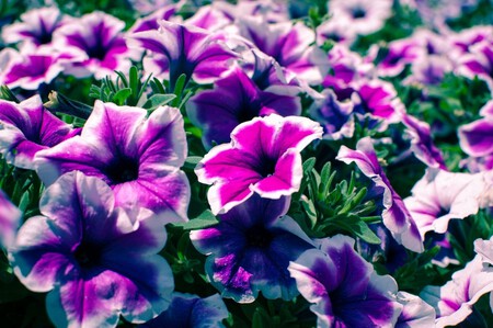 Flores para terrazas