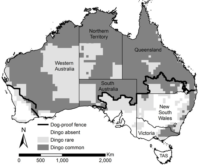 Dingo Map