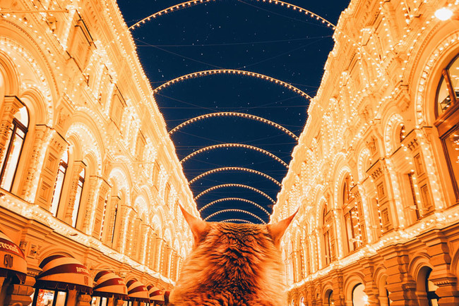 Ginger Cat Photography Kotleta Cutlet Kristina Makeeva Hobopeeba 49