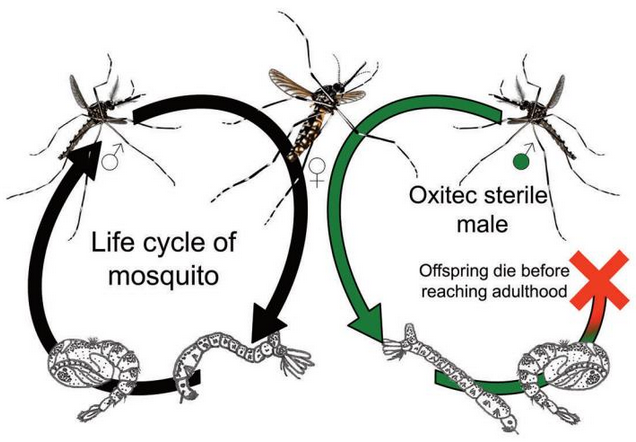 Oxitec