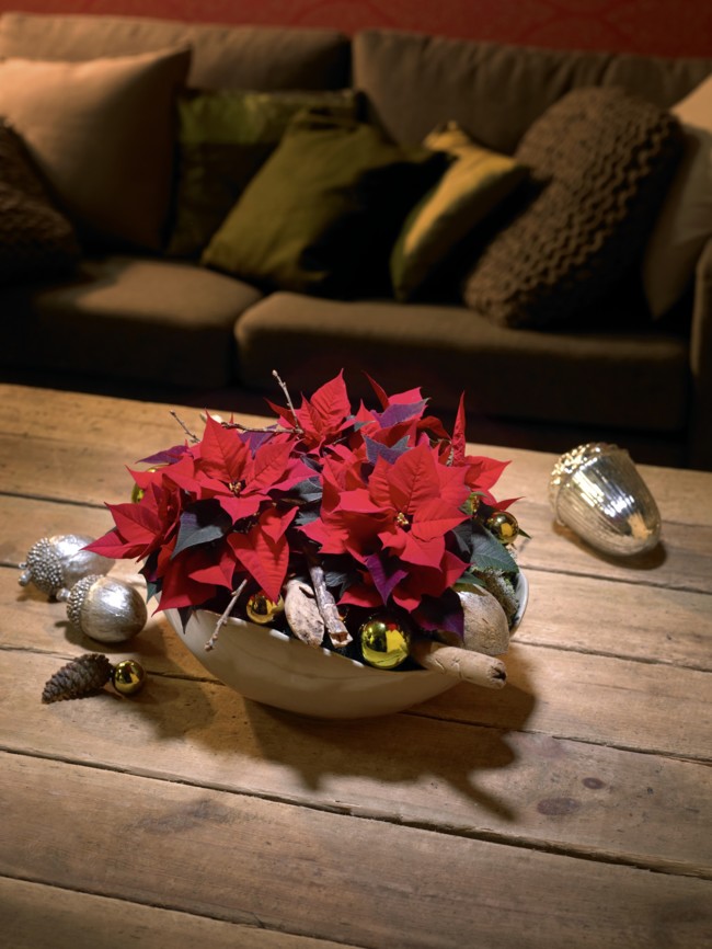 2014 Weihnachtssterne Klassisch11 Es
