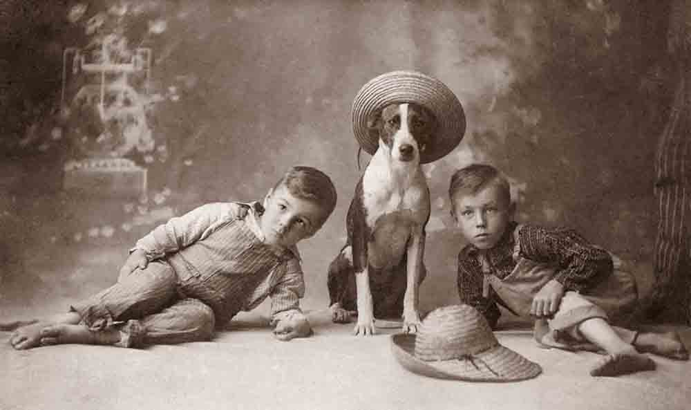 Libbyhallcoleccionperros 2