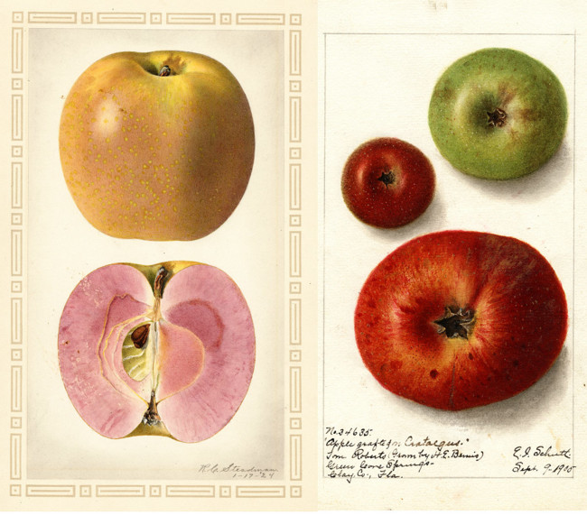 Manzanas