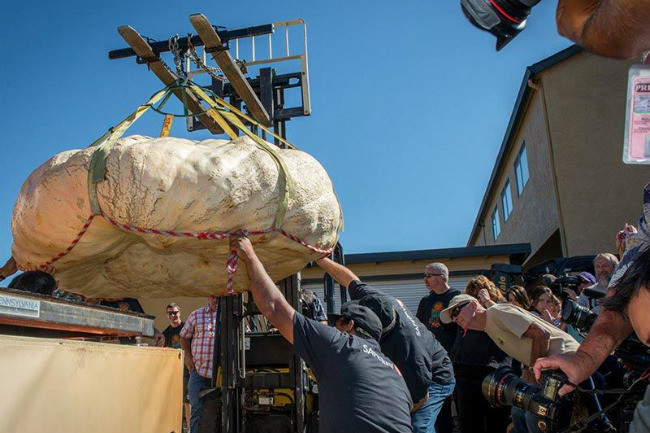 Calabaza Gigante