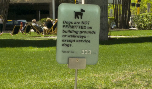 Dog Raw
