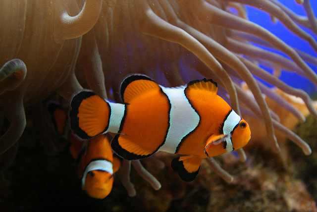 WWW PECES MARINOS www peces marinos: