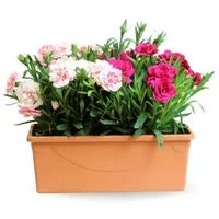 Clavel en jardinera