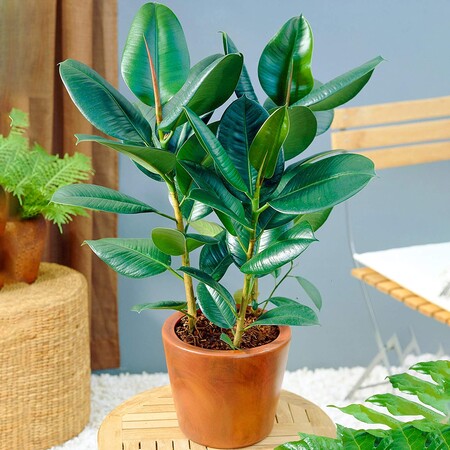 Ficus