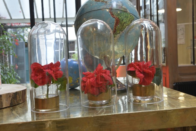 Poinsettia Con Capsulas