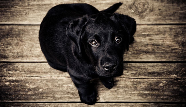 Perro