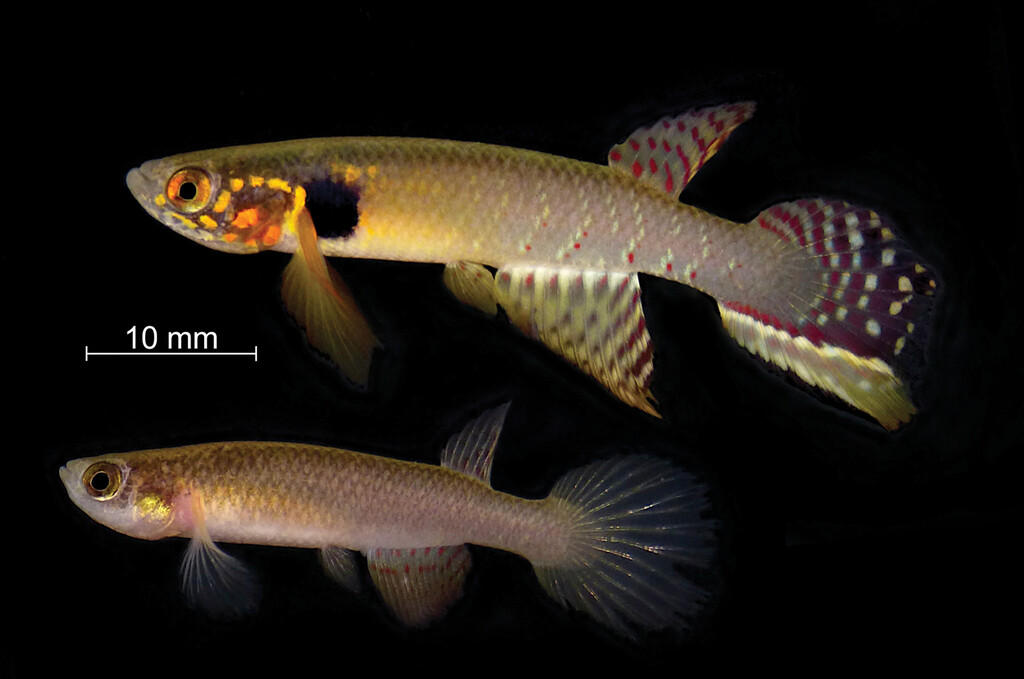 A ciência decretou seu fim, mas ele voltou: o peixe "fantasma" dado como extinto, mas que sobreviveu 20 anos escondido onde ninguém olhava