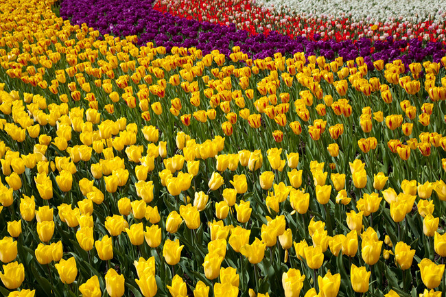 Burbuja Tulipanes Falsa