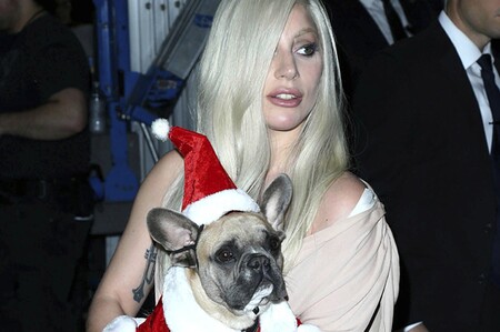 Someone Shot Lady Gagas Dog Walker And Took Her T 2 801 1614377705 7 Dblbig