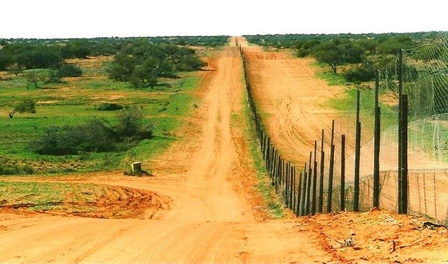 Dingo Fence