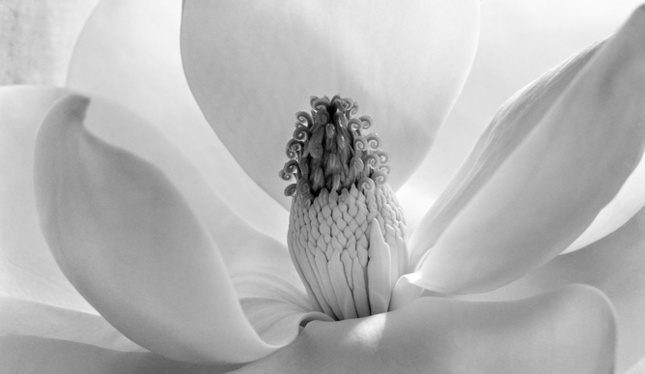 Imogen Cunningham002