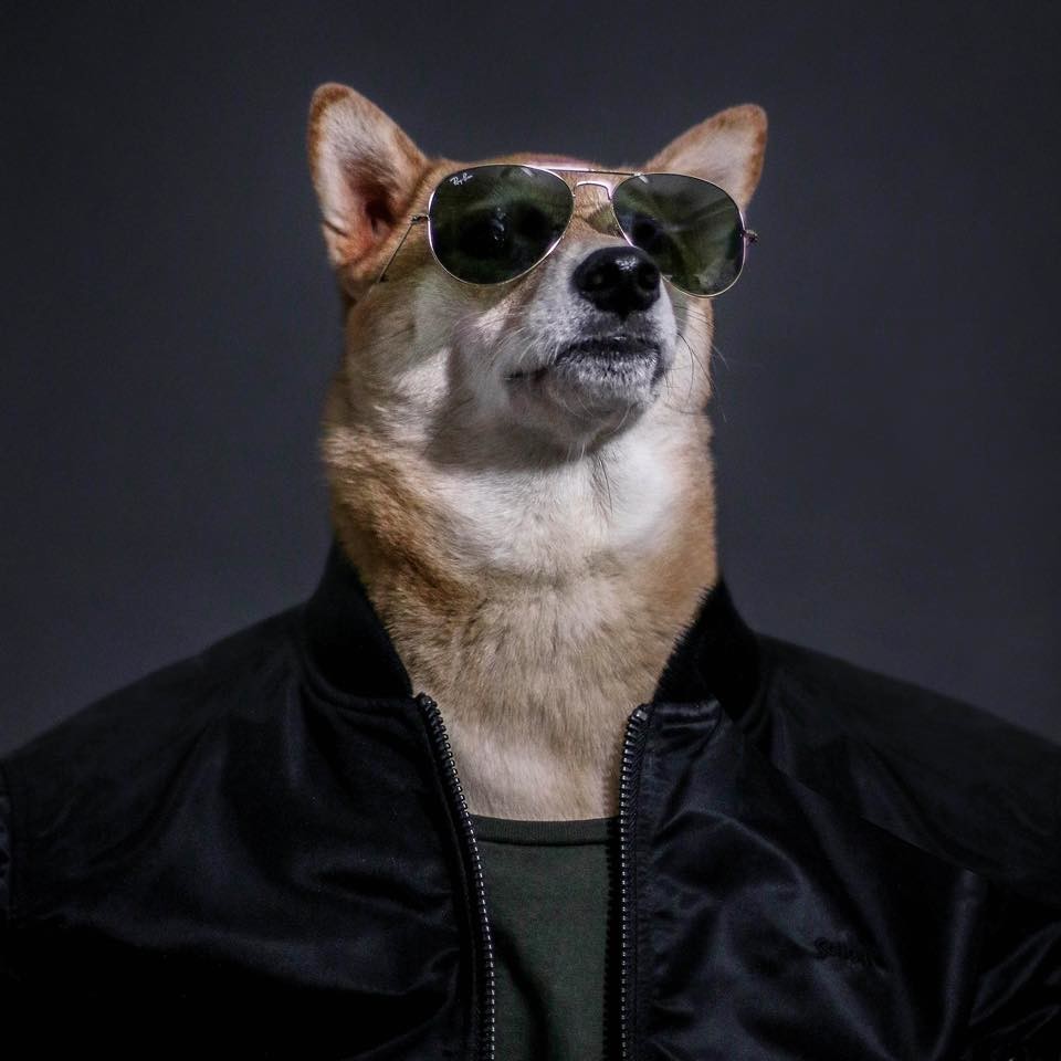 Las 7 mascotas más rentables de la historia de Internet
