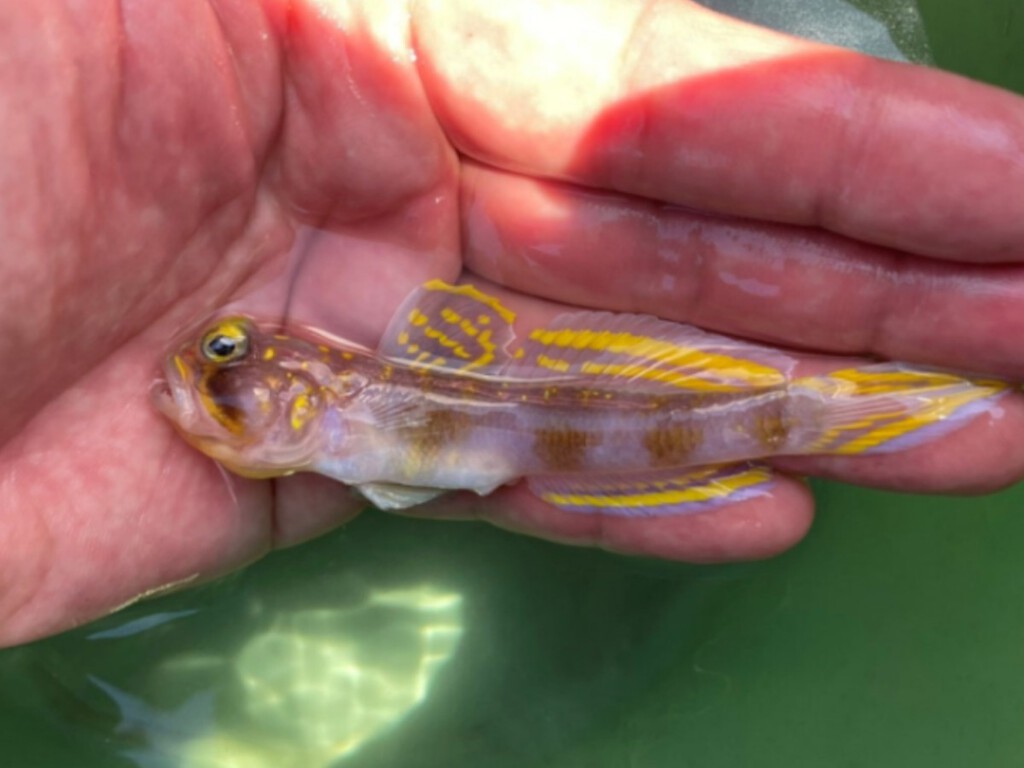 Você não vai acreditar na aparência deste peixe: ele existe de verdade e acaba de virar um Saiyajin oficial