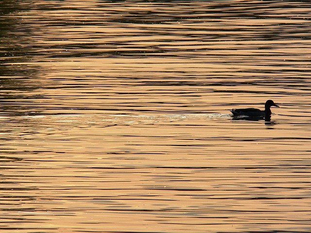 Duck 185014 640