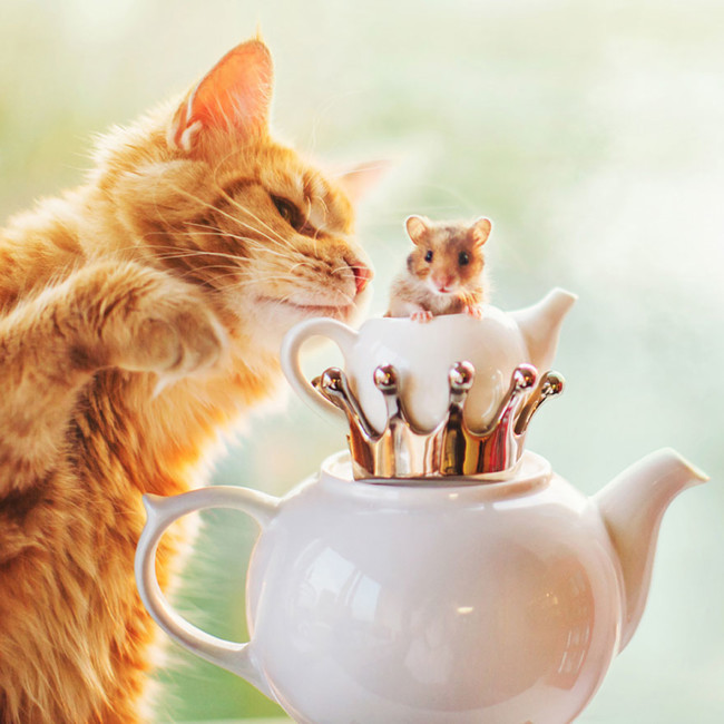 Ginger Cat Photography Kotleta Cutlet Kristina Makeeva Hobopeeba 3