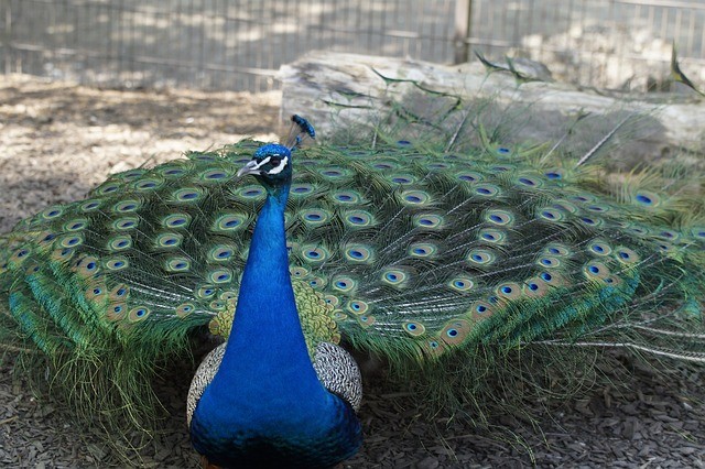 Peacock 332609 640