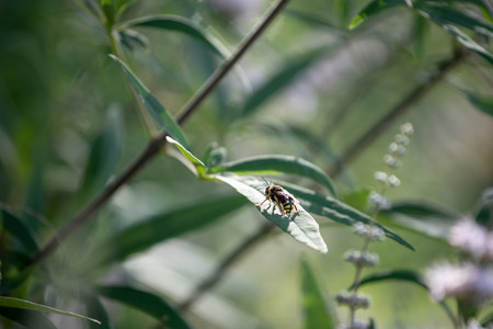 Canon70 200 F4 6372