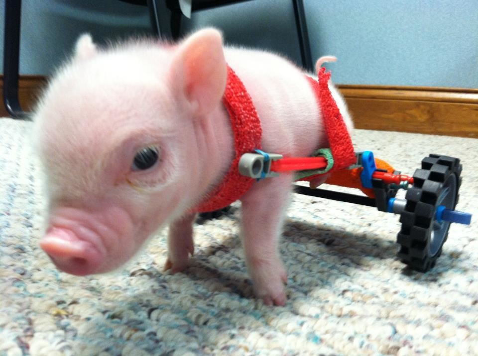 Las 7 mascotas más rentables de la historia de Internet