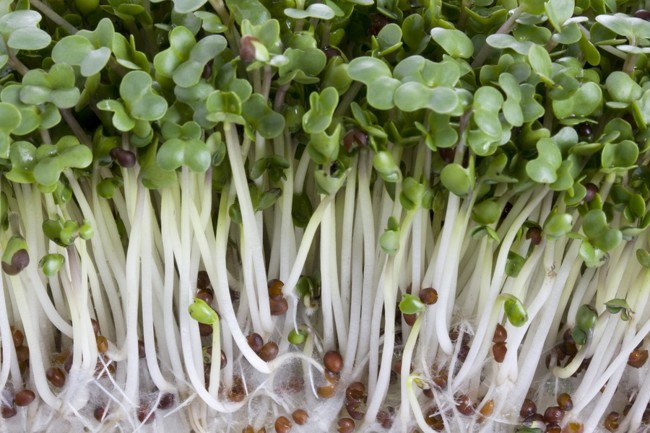 Broccoli Sprouts