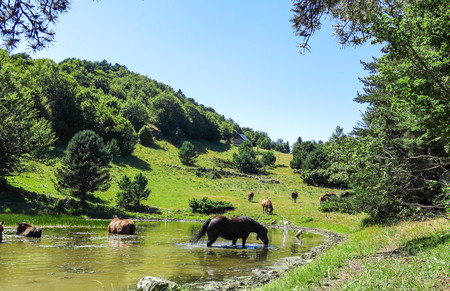 Pirineos