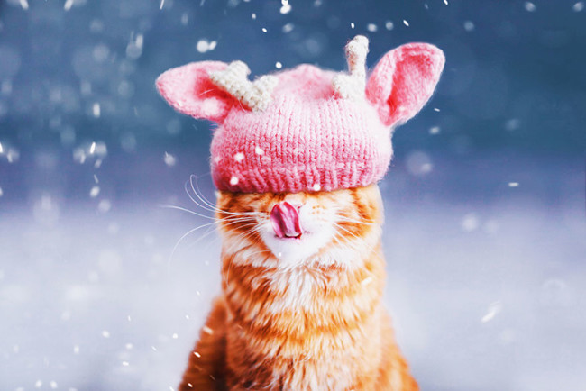 Ginger Cat Photography Kotleta Cutlet Kristina Makeeva Hobopeeba 10